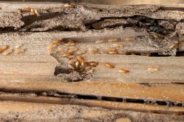 Best Affordable Pest Control Services  in Lake Jackson, TX